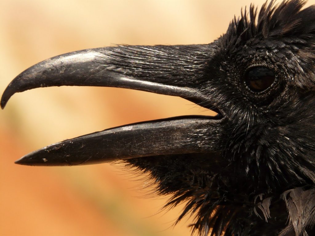 Close-up of a crow's head and beak, facing left. The beak is open as if the bird is calling.