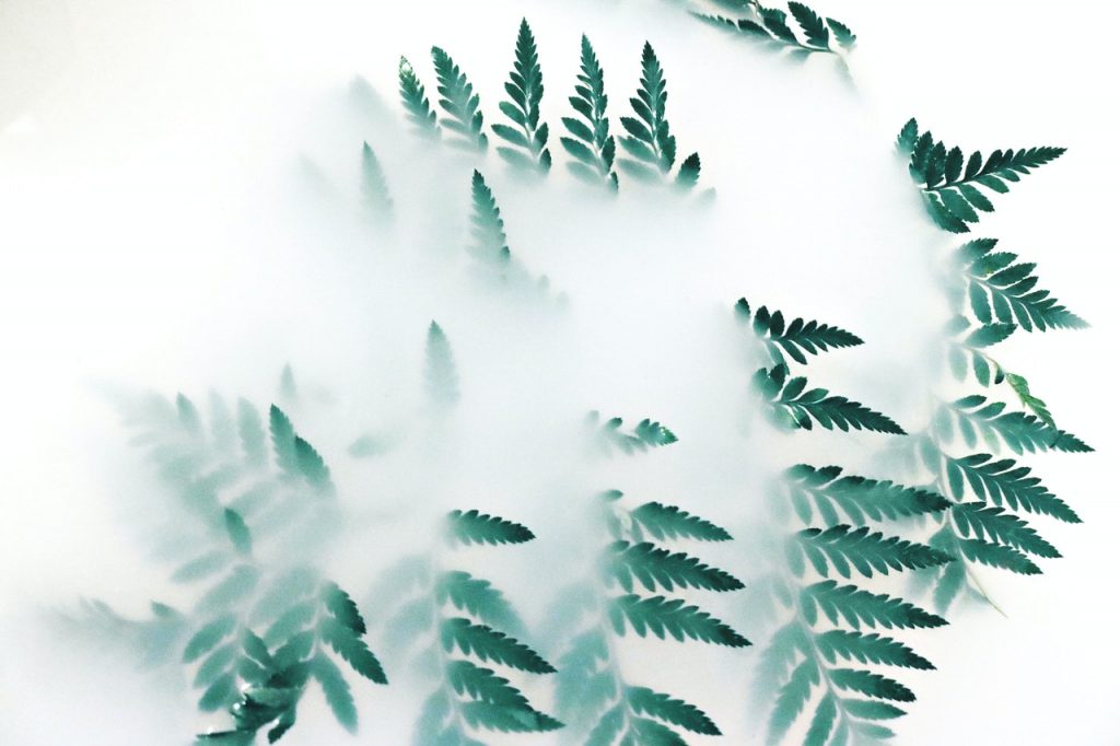 Green fern leaves surrounded by white smoke