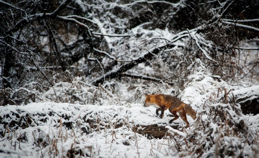 Fox in the snow